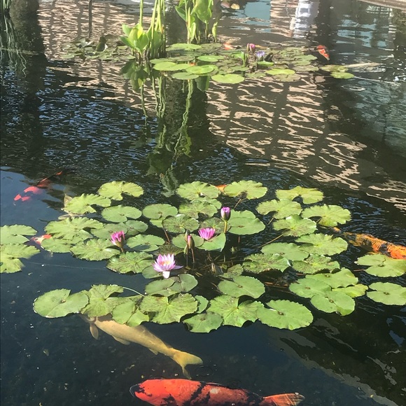 Meet your Posher, Arnie - Picture 2 of 2